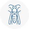 Maryport Wasp Nest Removal